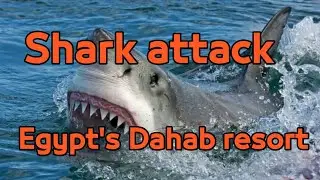 [ Reaction ] Shark attack at Egypt's Dahab resort. Woman bitten while swimming, hospitalized.