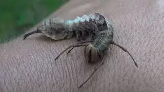 Scary Caterpillar!! Lobster moth