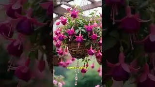 Fucsia: El Arete de Princesa que llena de magia tus macetas 🌸