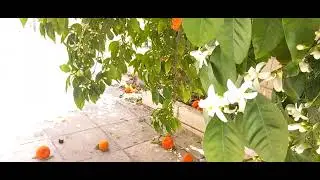 ORANGES  SOUR