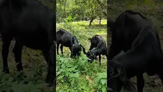 Goats eating view #shorts #shortvideo #viralvideo