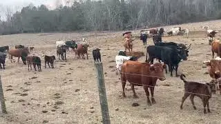 Cattle Range Listing # 601C724