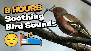 8 Hours of Soothing Bird Sounds & Bird Song for Instant Relaxation, Unwinding, Sleep