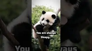 signs that u r panda 🐼 #aesthetic#pinterest#relatable#trending#sigma