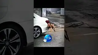 Flexibility Testing #trending  #dog #funnyvideo