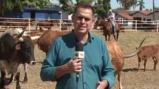 CRIAÇÃO DE GADO TEXANO LONGHORN EM GOIÁS