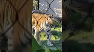LSU MIKE THE TIGER 🐯🥹