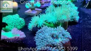 Corals | Australia shipment | Green desert aquarium | Dubai | UAE