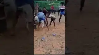 dai sevala thavuda thaavu #jallikattu jallikattu training comedy,, best bull best player