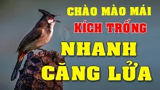 Ch&agrave;o m&agrave;o m&aacute;i h&oacute;t k&iacute;ch trống#chaomaomai CH&Agrave;O M&Agrave;O M&Aacute;I VIDEO 4K433