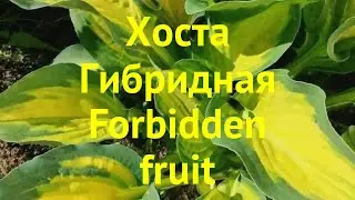 Хоста гибридная Форбидден Фруит. Краткий обзор, описание hosta hybridum Forbidden fruit