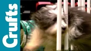 Agility - ABC - Agility - Highlights Day 2 - Crufts 2012