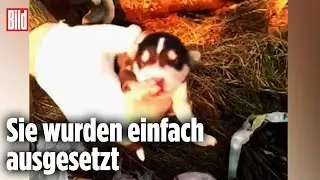 M&uuml;llabfuhr rettet Hunde-Babys aus Abfallpresse
