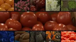 Sydney Markets Corporate Video 2015