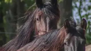 Legendary Mustang Sanctuary