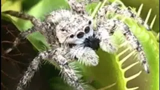 Venus Flytrap Jaws Of Doom!! 2018- Spider's Journey Through The Death Gauntlet