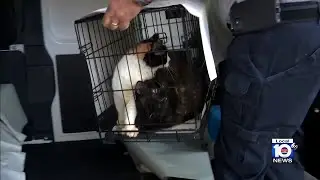 Miami-Dade Animal Services seize 93 cats at Cutler Bay home