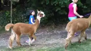 Alpaca Walking