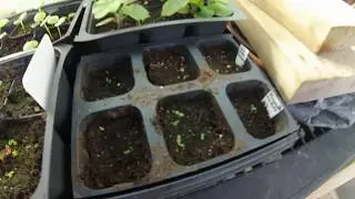 Starting Zebrune Shallots, Artichokes and Lemongrass