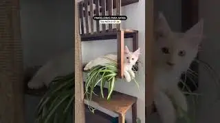 Prateleiras para gatos com passagem, plantinhas e arranhador para os bichinhos? ✨🤏🏻