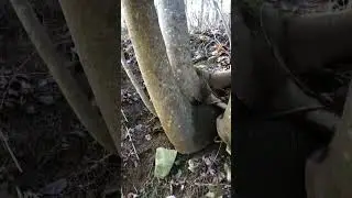 Come #Explore With Me - #Mimosa #Tree roots growing out the side of a bluff