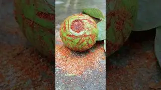 Insanely Spicy Guava Mix 🤤|| Street Style Fruit Snack You Must Try! || #youtubeshorts #shorts #food