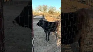 Burger checking out the chickens.
