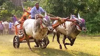 Racing bulls of Belavatti at Asoga