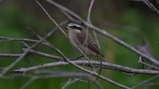 Brown Shrike - The predator