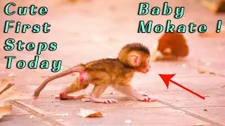 Baby Monkey Mokate Takes First Steps 🐾💞 | Mama Moka Teaches Newborn to Walk | Cute Daily Update