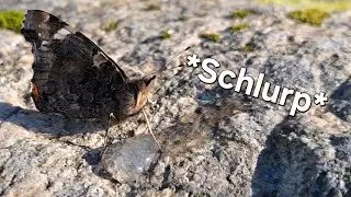 Just A Butterfly Drinking Sugar Water