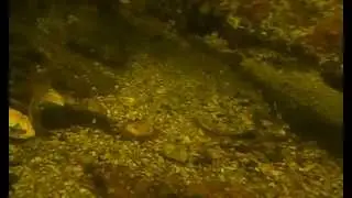 Diving the Historic shipwreck of the Robert Kerr
