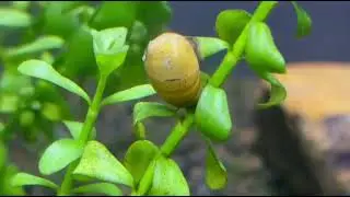 Snail walking #aquascape #aquarium #underwater #snail #relaxing 