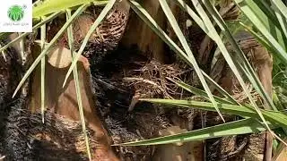 علاج نخلة بدأ يجف جريدها فجأة بإشعال النار فيها ثم إطفائها Palm treatment with fire- AjwaFarmsa.com