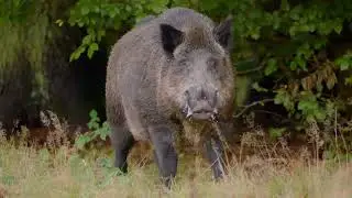 Herbst: Jahreszeiten in der Wildnis - Dokumentation Deutsch