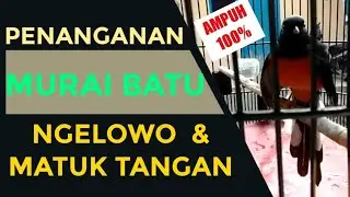 Cara mudah menangani murai batu NGELOWO & MATUK TANGAN