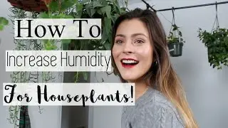 Best Tips to Increase Humidity in your Home! How to Raise Humidity for Houseplants!