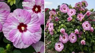Cottage Farms Hardy Giant Hibiscus Bareroot on QVC