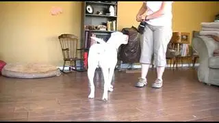 Deaf dog training - positive interrupter to get attention