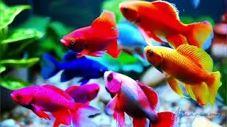 Relaxing AI-quarium: Colorful Fish Swimming with Calming Music 🎼🐠✨️ #animals #ai