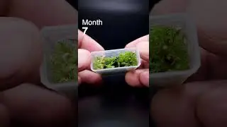 Mini terrarium in a Tic Tac container is thriving