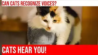 Can Cats Recognize Their Owners' Voices?