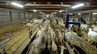 Hustling Goats! Preparing for BREEDING and KIDDING