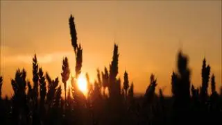 Bioground - Smooth Summer Nights