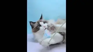 Long Rod Feather Amusing Cat Stick Cat Toys