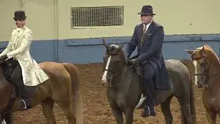 2022 MidSummer National Half Arabian Country English Pleasure AAOTR Choice Championship
