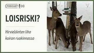 Onko hirvenliha turvallista koiralle raakana? Faktaa ekinokokista | Podcast