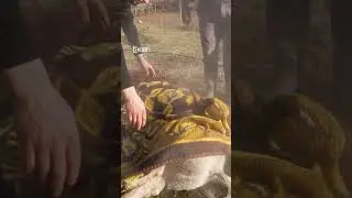 Tradita e therjes s&euml; thiut, nj&euml; ritual i ve&ccedil;ant&euml; n&euml; Mal&euml;sin&euml; e Kelmendit