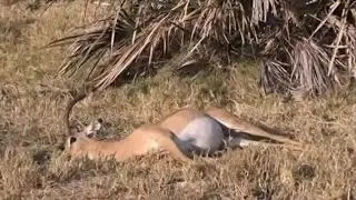 Impala in and slowly out of collapsed immobility
