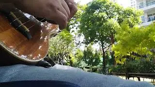 moii chan. 03/11/22 #sopranoukulele #lisakappoki #moiichan #bigisland #tinysong #honu